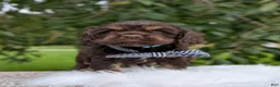 Cocker Spaniel dogs for sale: Duke - Ad 4