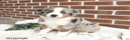Miniature Australian Shepherd dogs for sale: Hope - Ad 3