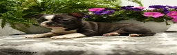 Boston Terrier dogs for sale: Gregory - Ad 2