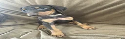 Doberman Pinscher dogs for sale: Tan Collar  - Ad 5