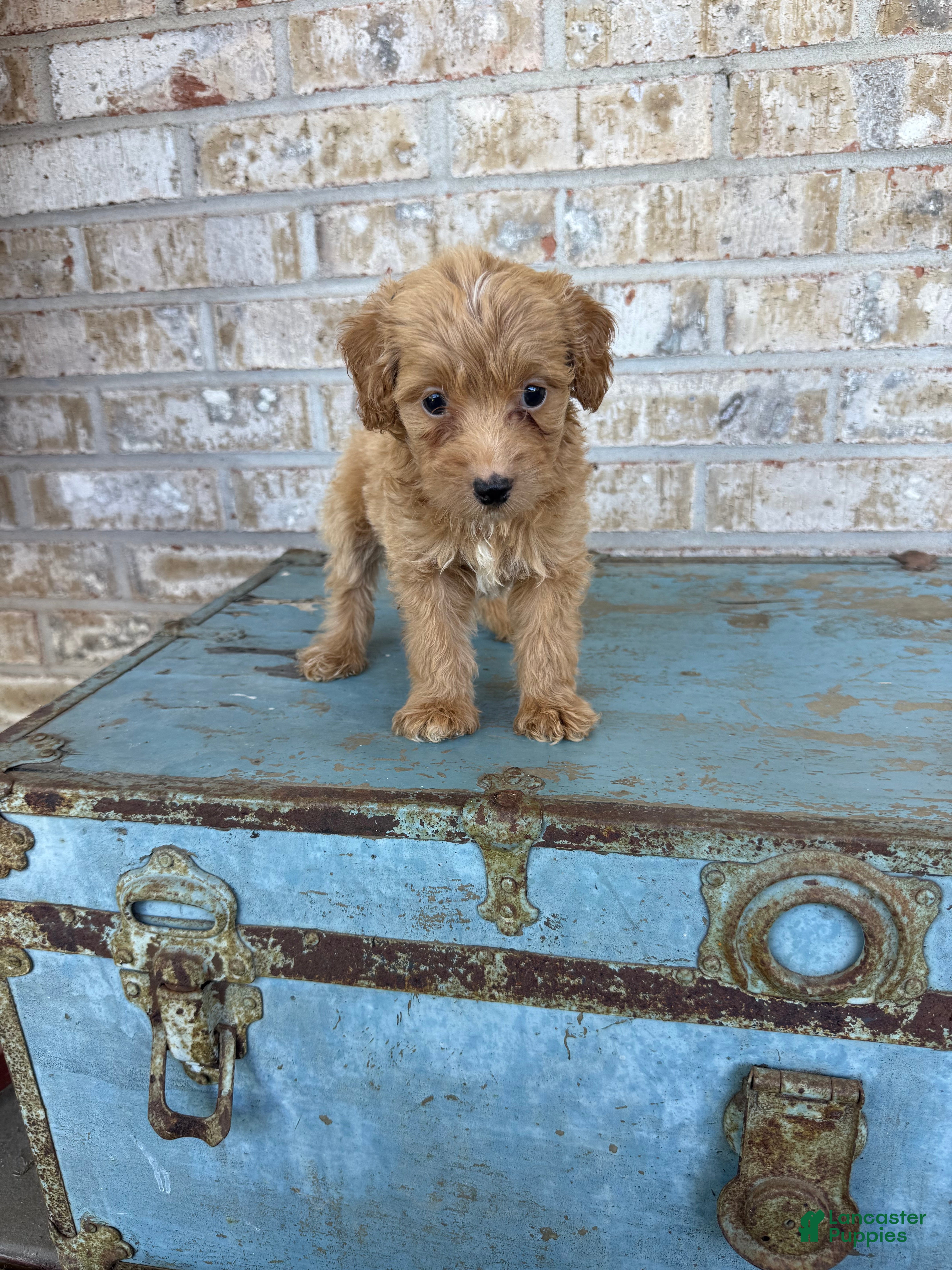 Birdie (Doodle / designer cross, Female) in Scottsville, KY