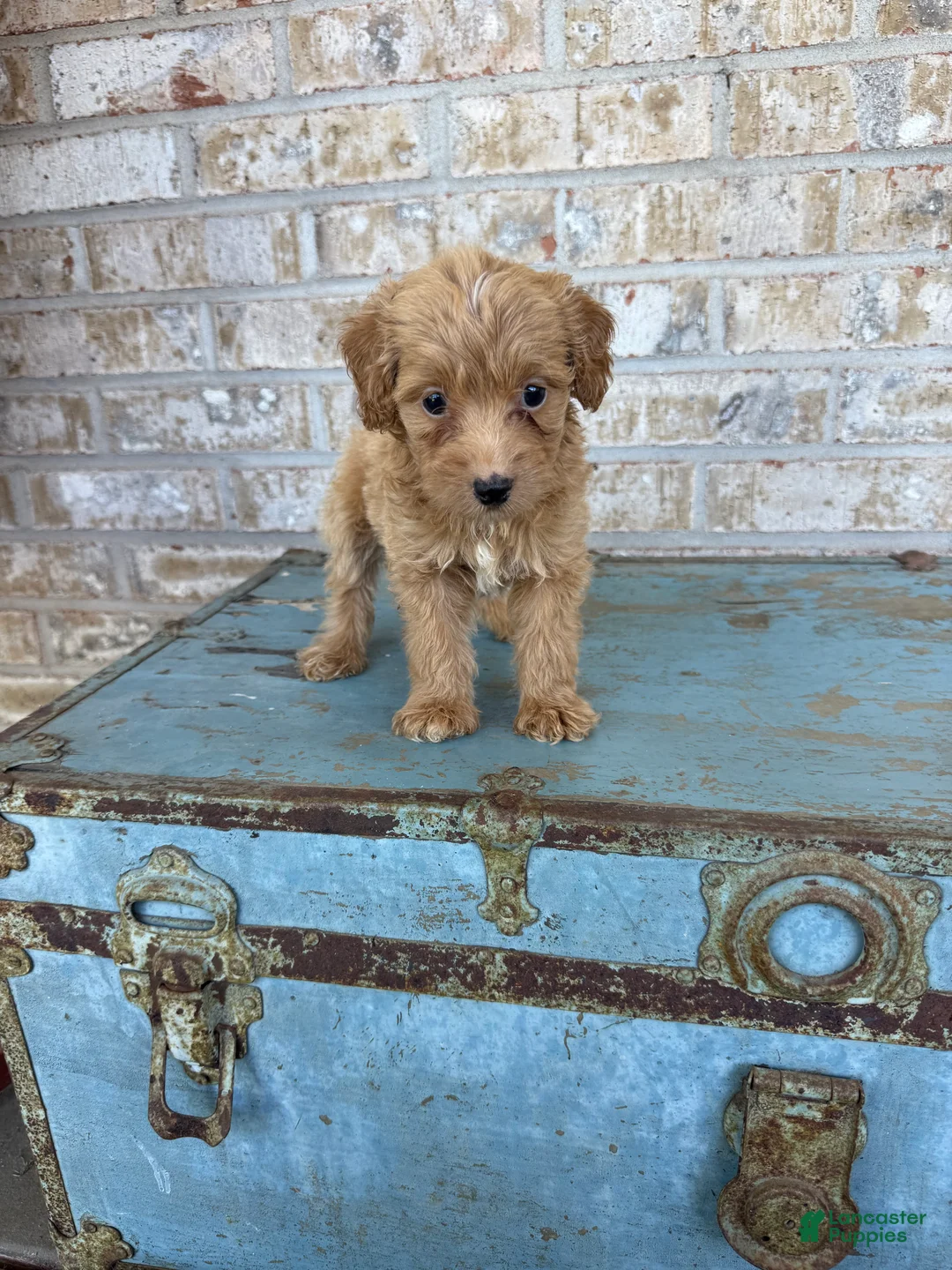 Miniature Labradoodle dogs for sale: Birdie  - Ad 1