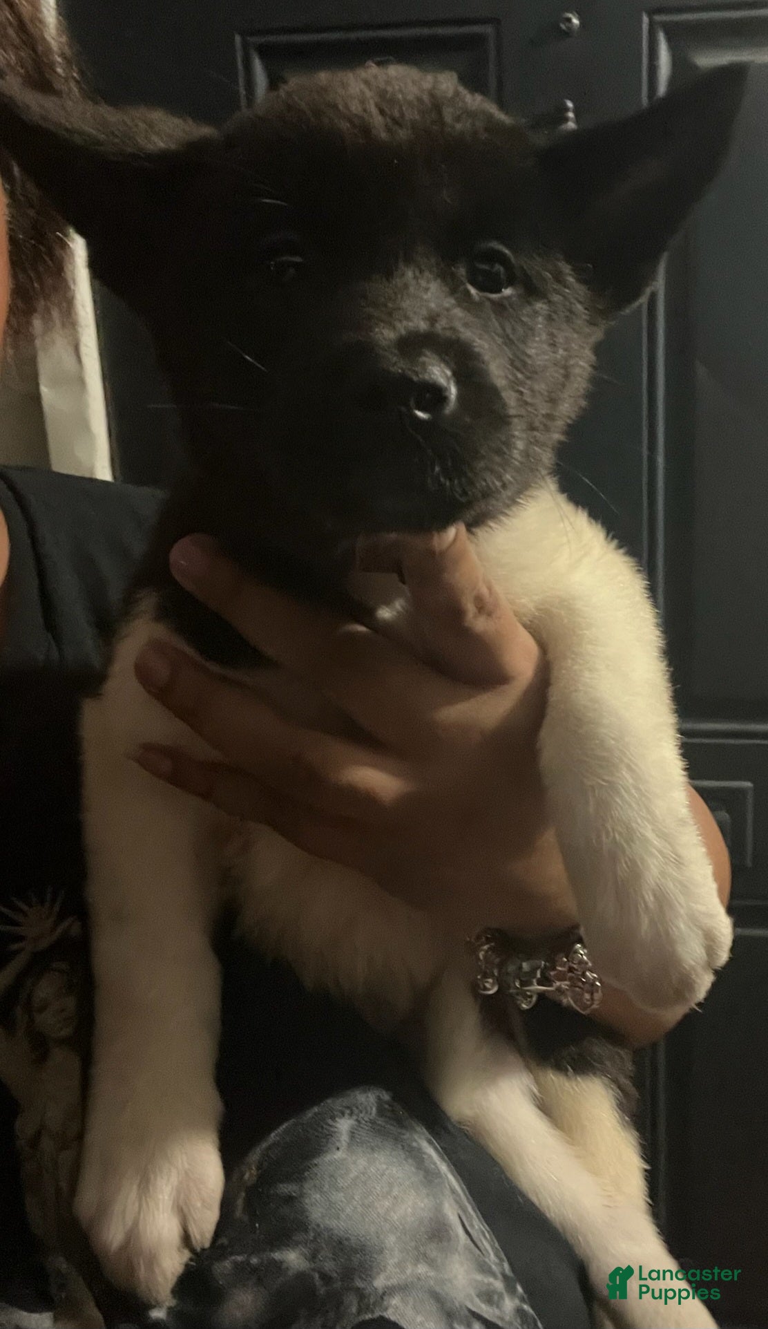 Akita dogs Akita Puppy 3 - Ad 3