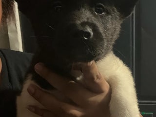 Akita dogs Akita Puppy 3 - Ad 1