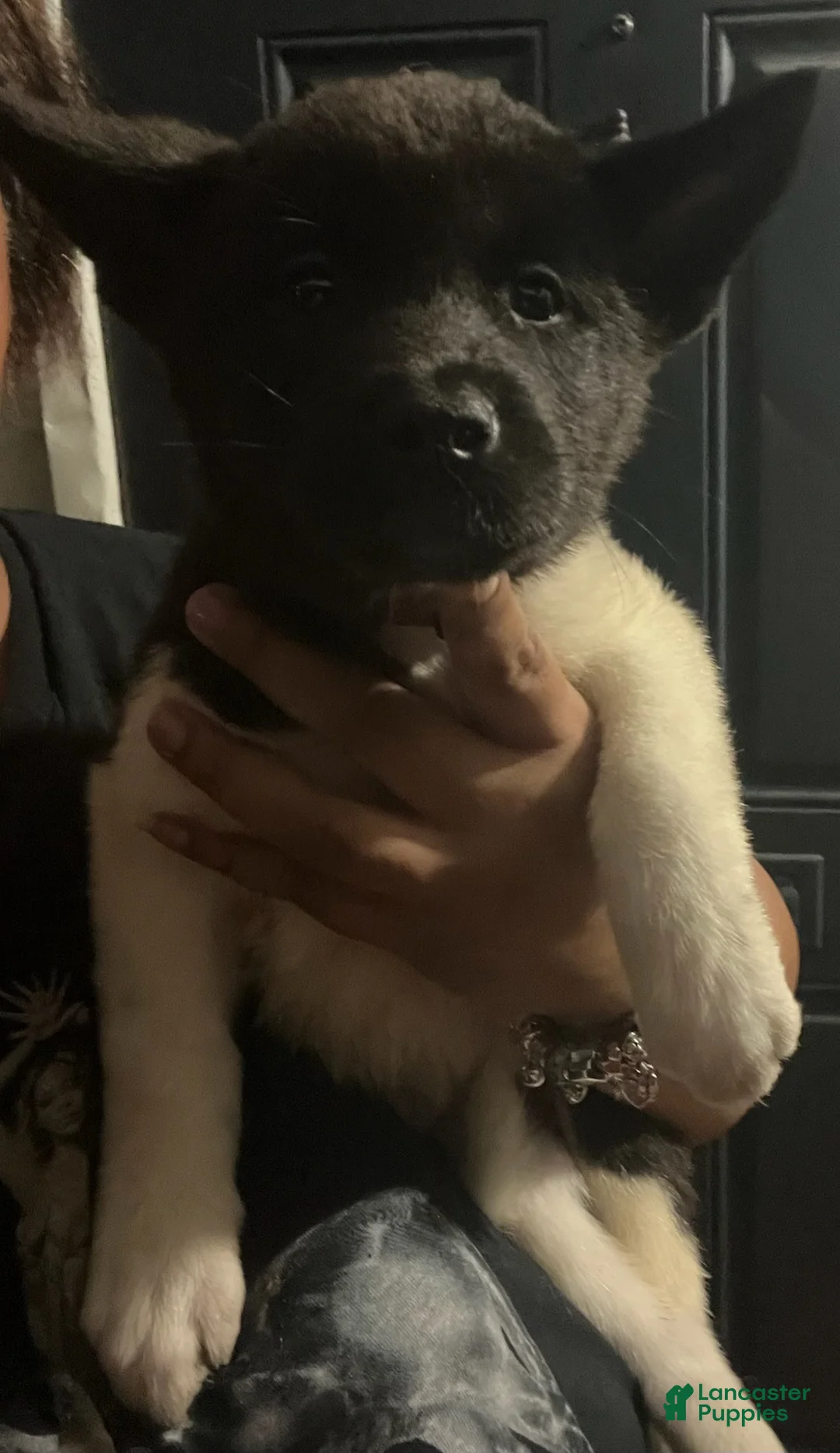 Akita dogs for sale: Akita Puppy 3 - Ad 1