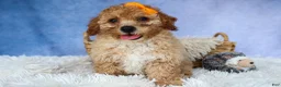 Miniature Poodle dogs for sale: WAYNE - Ad 17