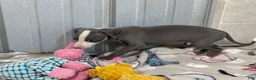 Italian Greyhound dogs for sale: Woody - Ad 5