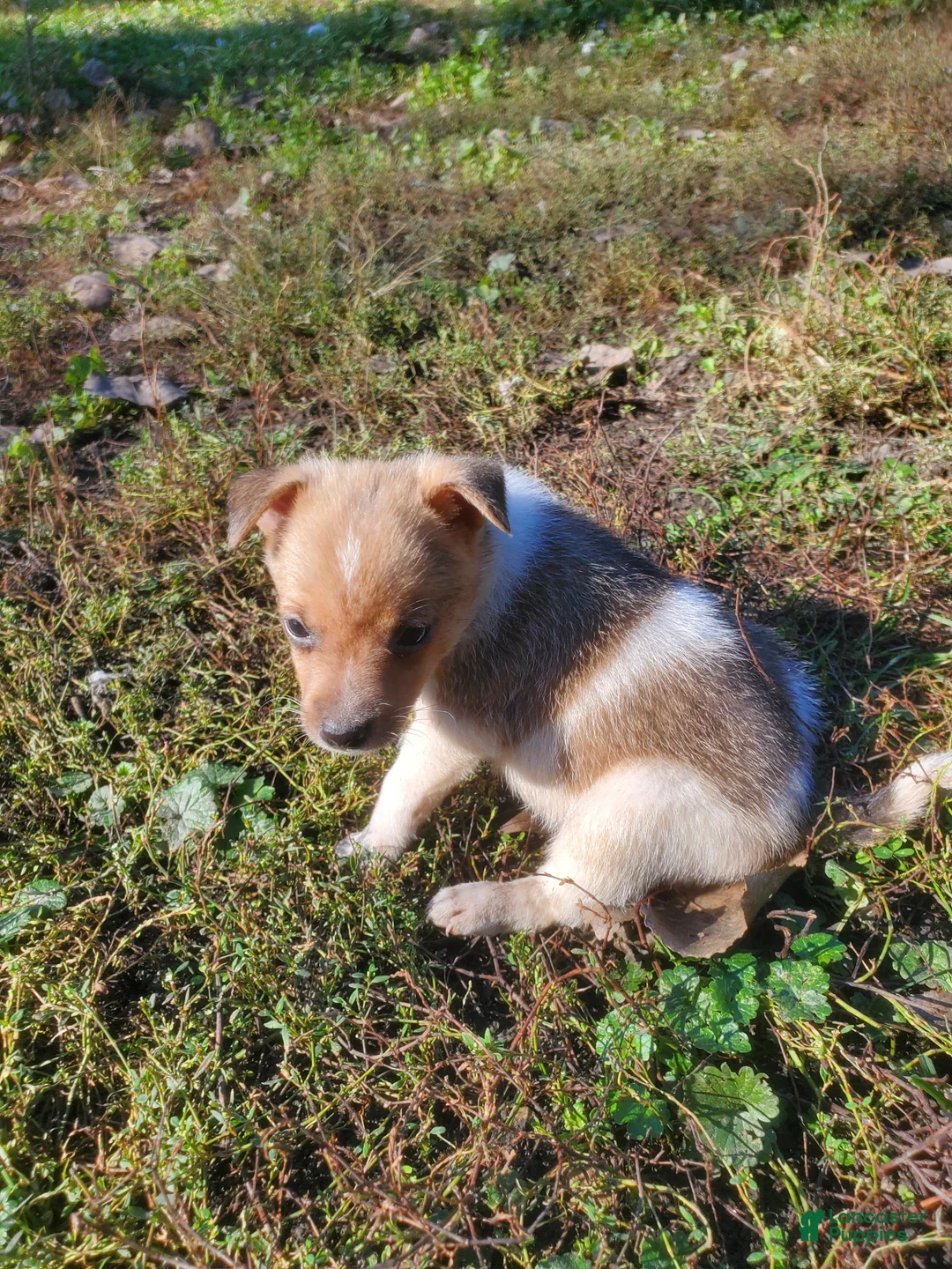 Jack Russell Terrier dogs for sale: Jack Russell Terrier 4 - Ad 2