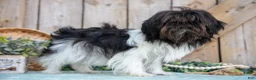 Shih Tzu dogs for sale: Ember - Ad 4