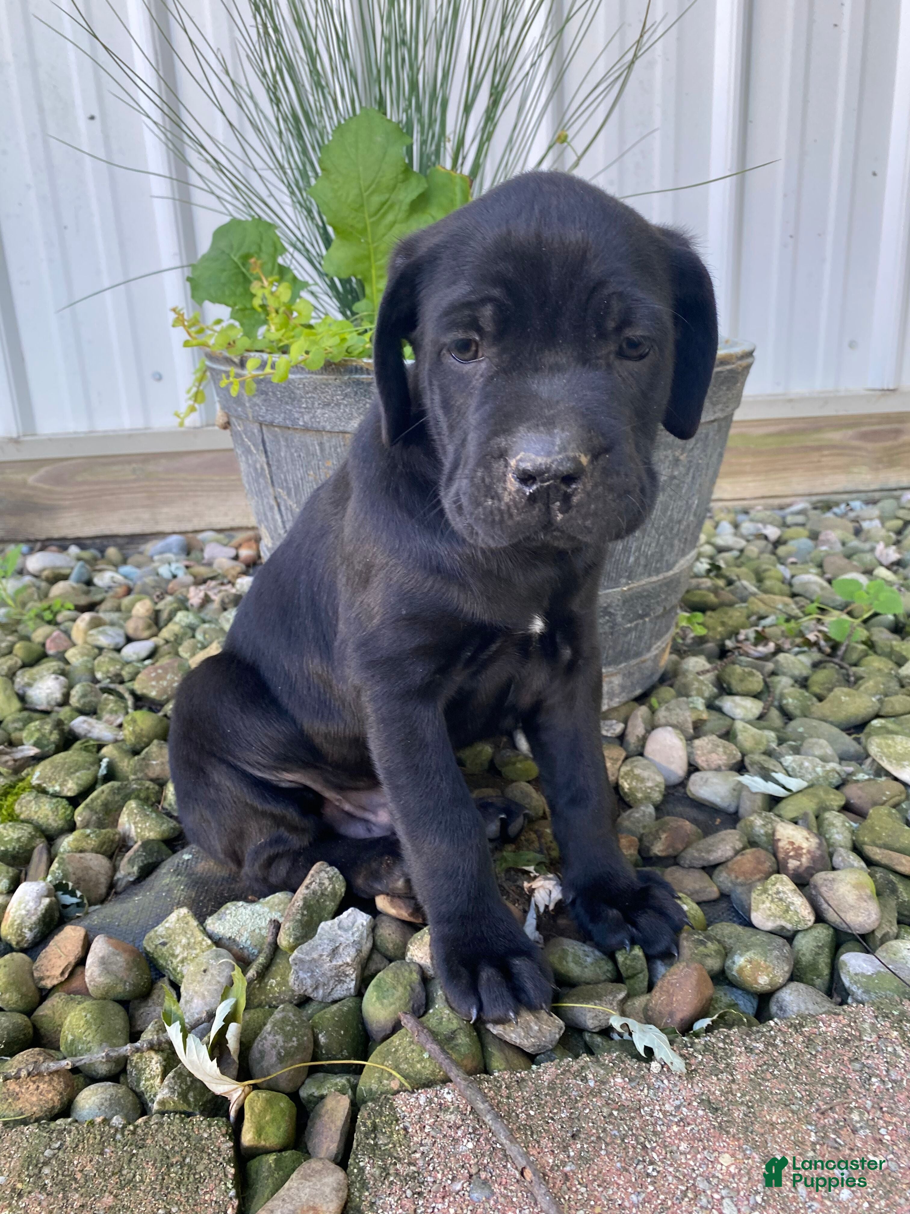 Jordan (Cane Corso, Male) in Apple Creek, OH