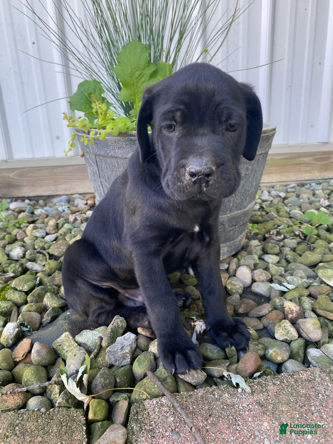 Cane Corso dogs for sale: Jordan - Ad 1