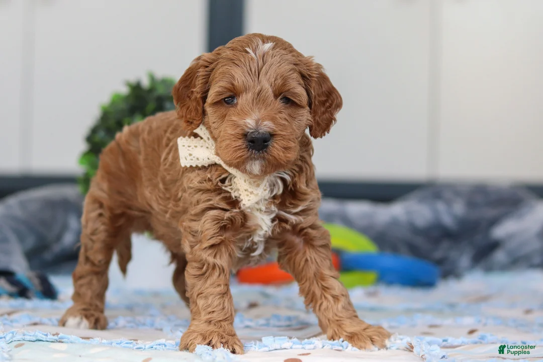 Mini Goldendoodle dogs for sale: Neo - Ad 4