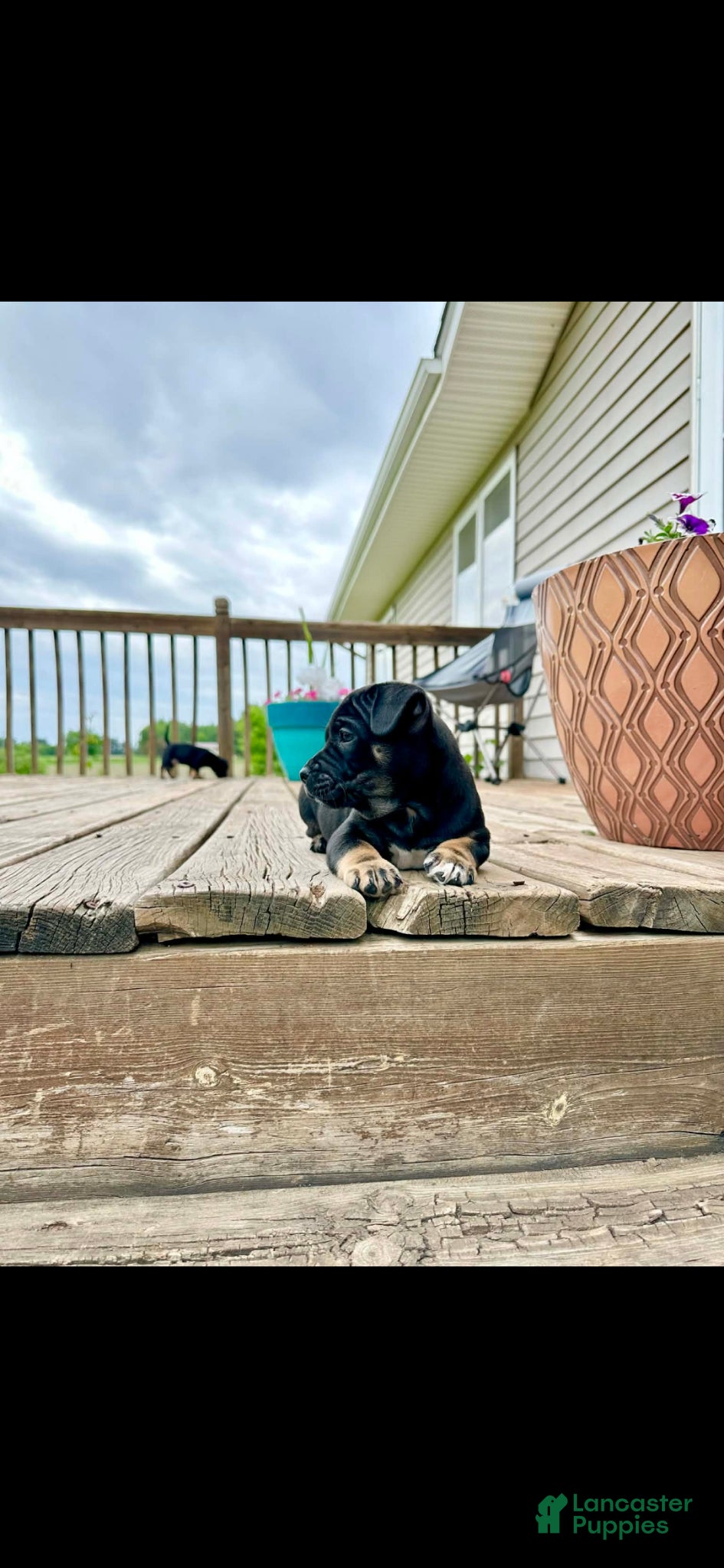 Mixed Breed dogs Mixed Breed Puppy 1 - Ad 22