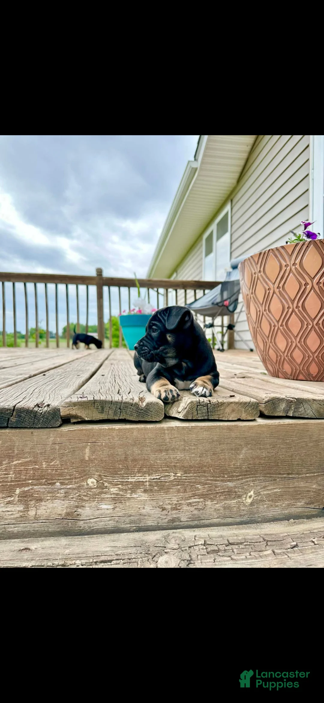 Mixed Breed dogs for sale: Mixed Breed Puppy 1 - Ad 1
