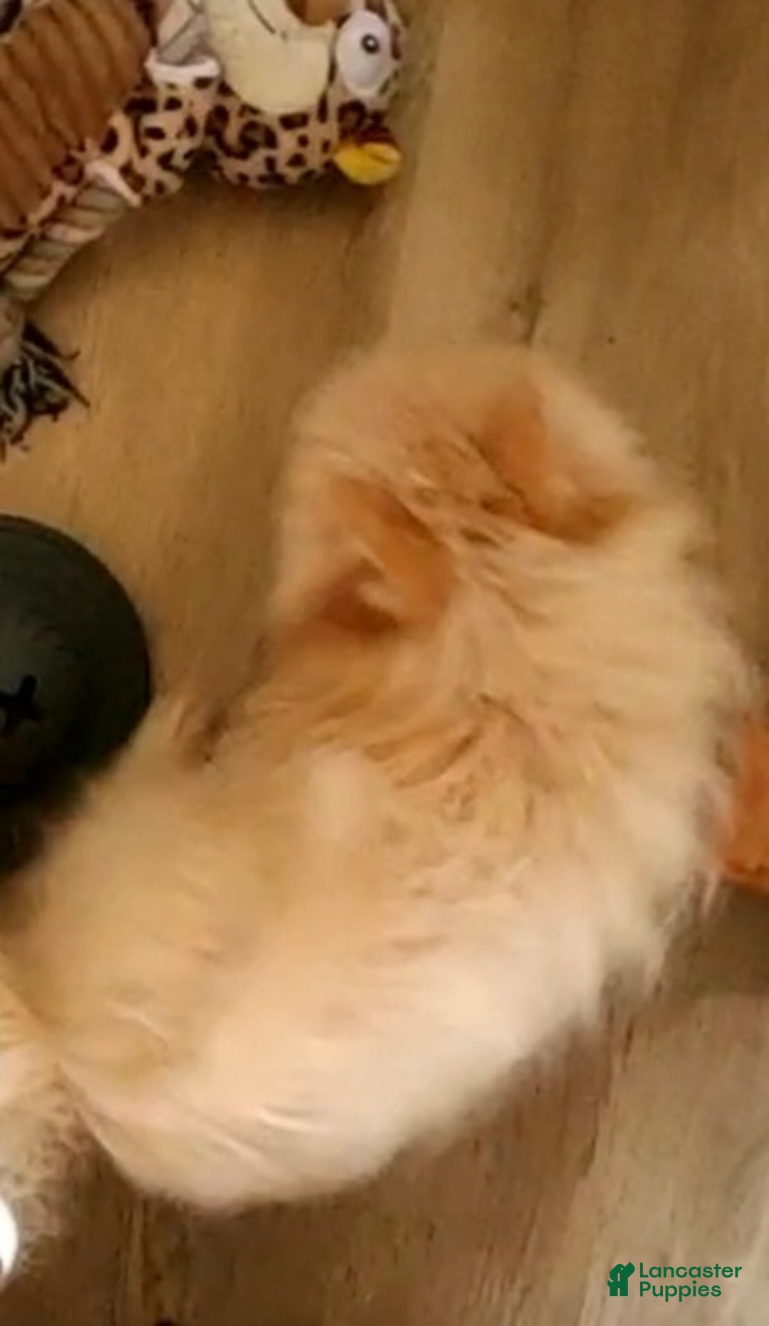 Pomeranian dogs for sale: Beaver - Ad 2