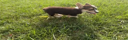 Welsh Corgi Pembroke dogs for sale: Floyd - Ad 4