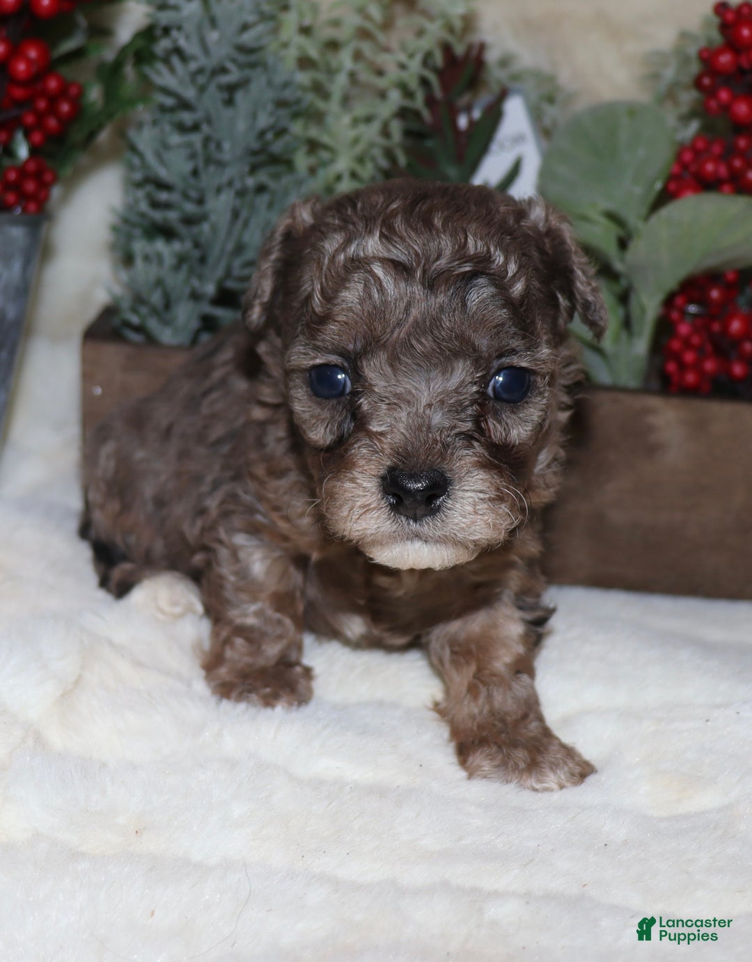 Toy Poodle dogs for sale: Marla- blue merle - Ad 5