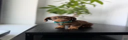 Miniature Dachshund dogs for sale: Scooby - Ad 4