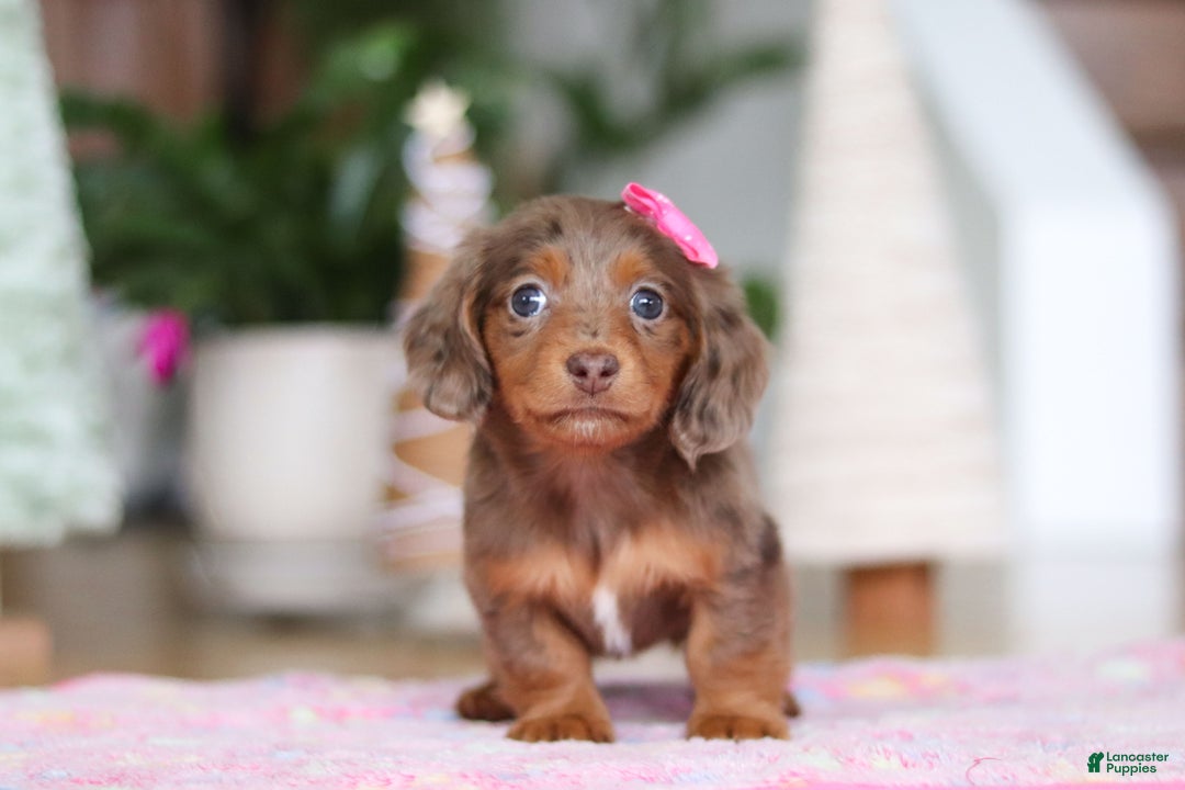 Miniature Dachshund dogs for sale: Elsa  - Ad 6