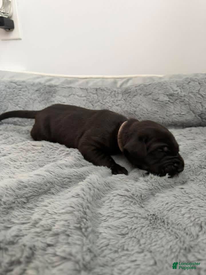 Mixed Breed dogs Pink - Ad 3