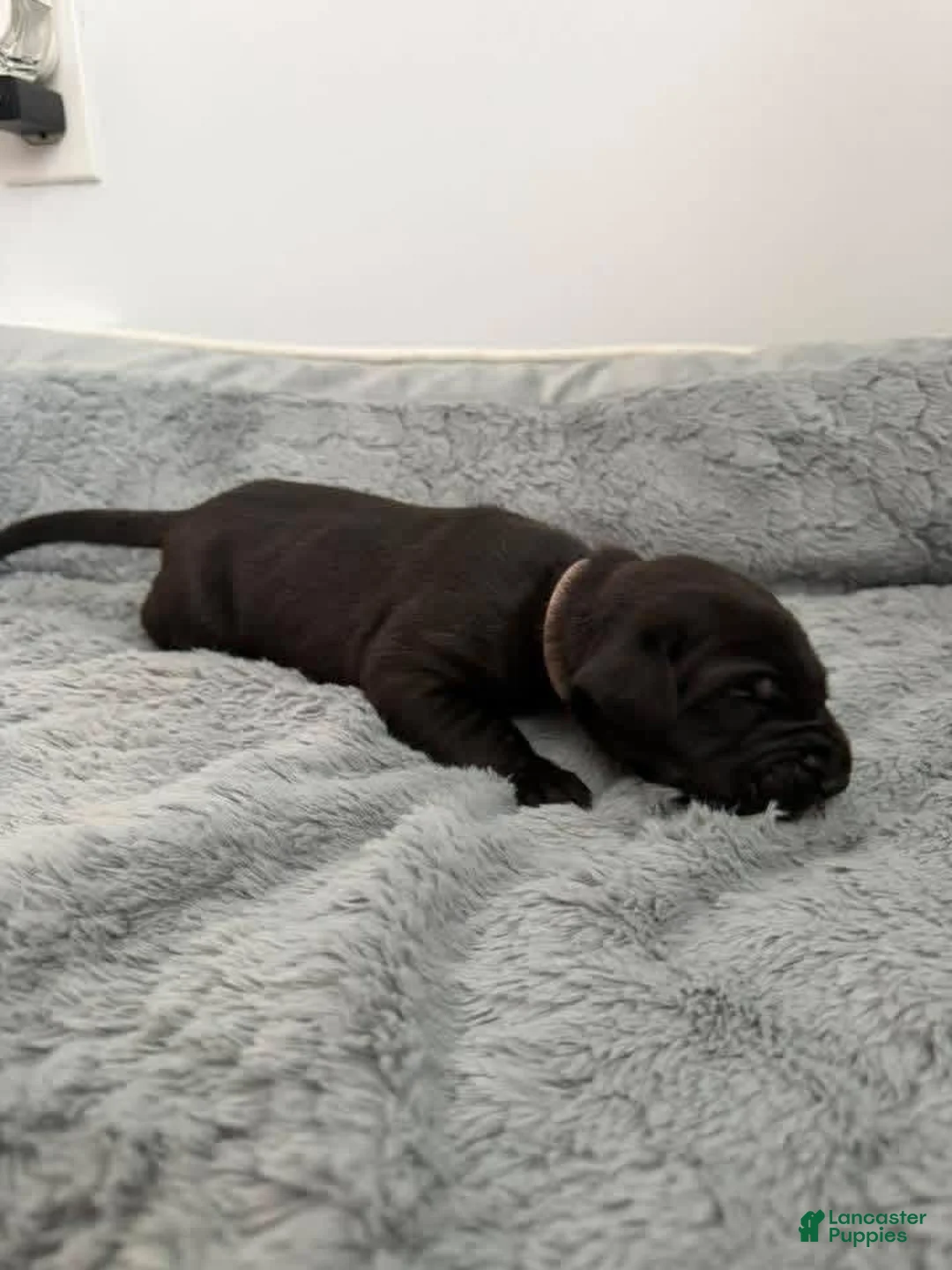 Mixed Breed dogs for sale: Pink - Ad 1