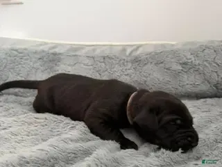 Mixed Breed dogs Pink - Ad 20
