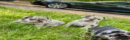 French Bulldog dogs for sale: Cookie - Ad 12