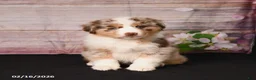 Miniature Australian Shepherd dogs for sale: Taz - Ad 4