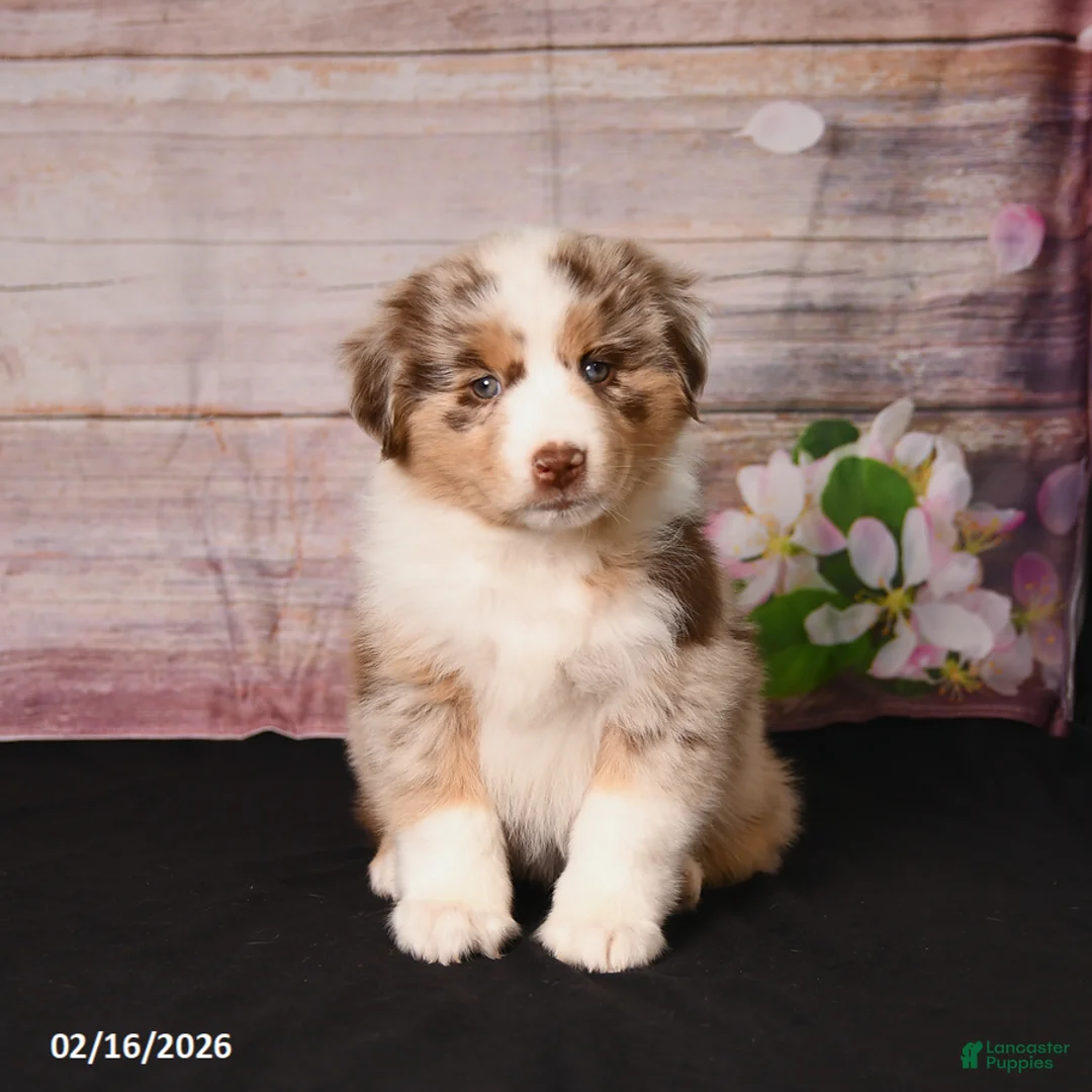 Miniature Australian Shepherd dogs for sale: Taz - Ad 4