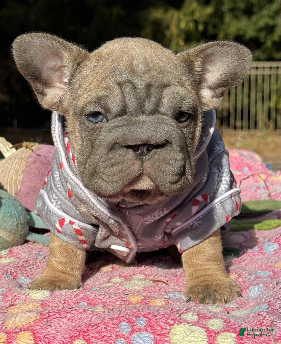 French Bulldog dogs for sale: Plum  - Ad 1