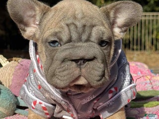 French Bulldog dogs Plum - Ad 27