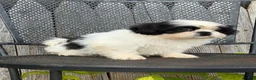 Shih Tzu dogs for sale: Sabrina Shih Tzu  - Ad 9