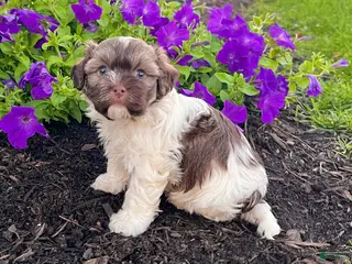 Havanese dogs Calvin - Ad 41