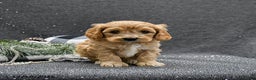 Cavapoo dogs for sale: Pepper - Ad 3