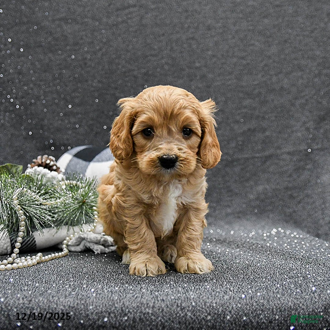 Cavapoo dogs for sale: Pepper - Ad 3