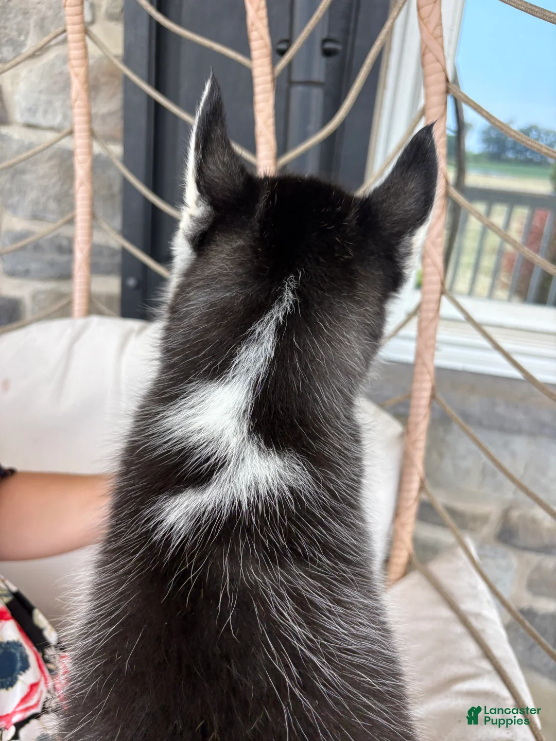Siberian Husky dogs for sale: Siberian Husky 2 - Ad 2