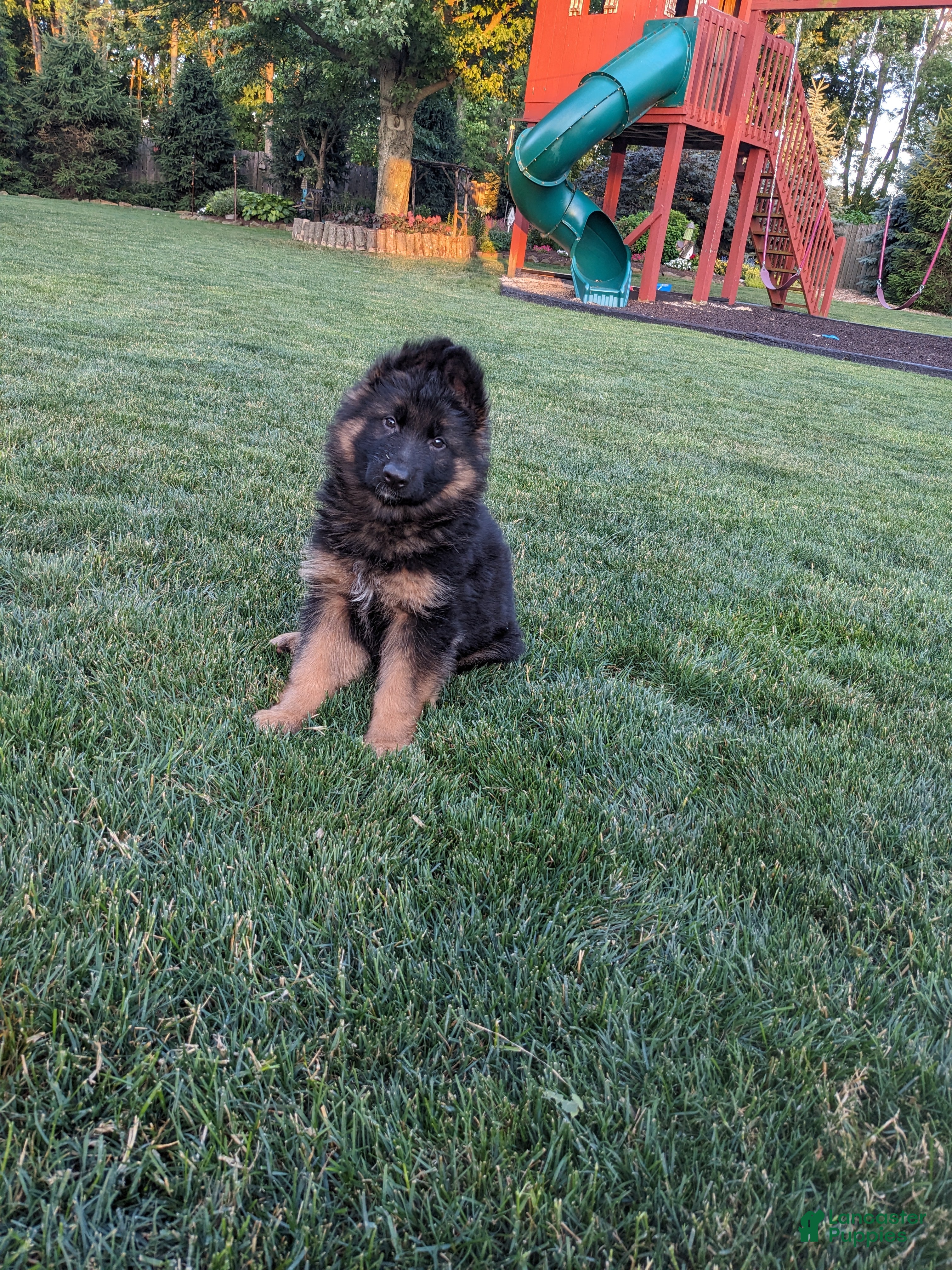 German Shepherd dogs German Shepherd 1 - Ad 1