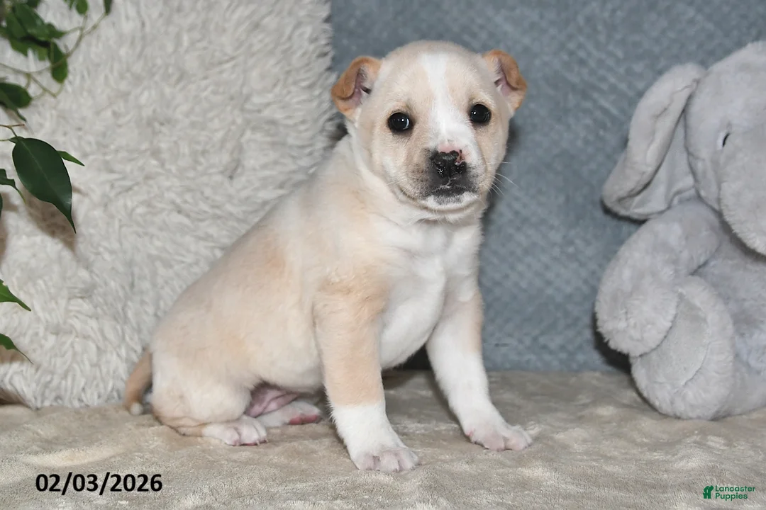 Mixed Breed dogs for sale: Shelia - Ad 3