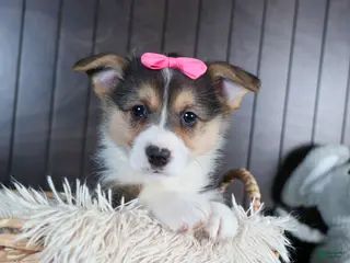 Welsh Corgi Pembroke dogs for sale: Razzle - Ad 1