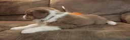 Australian Shepherd dogs for sale: Teddy - Ad 5