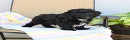 Havapoo dogs for sale: Bouncer - Ad 10