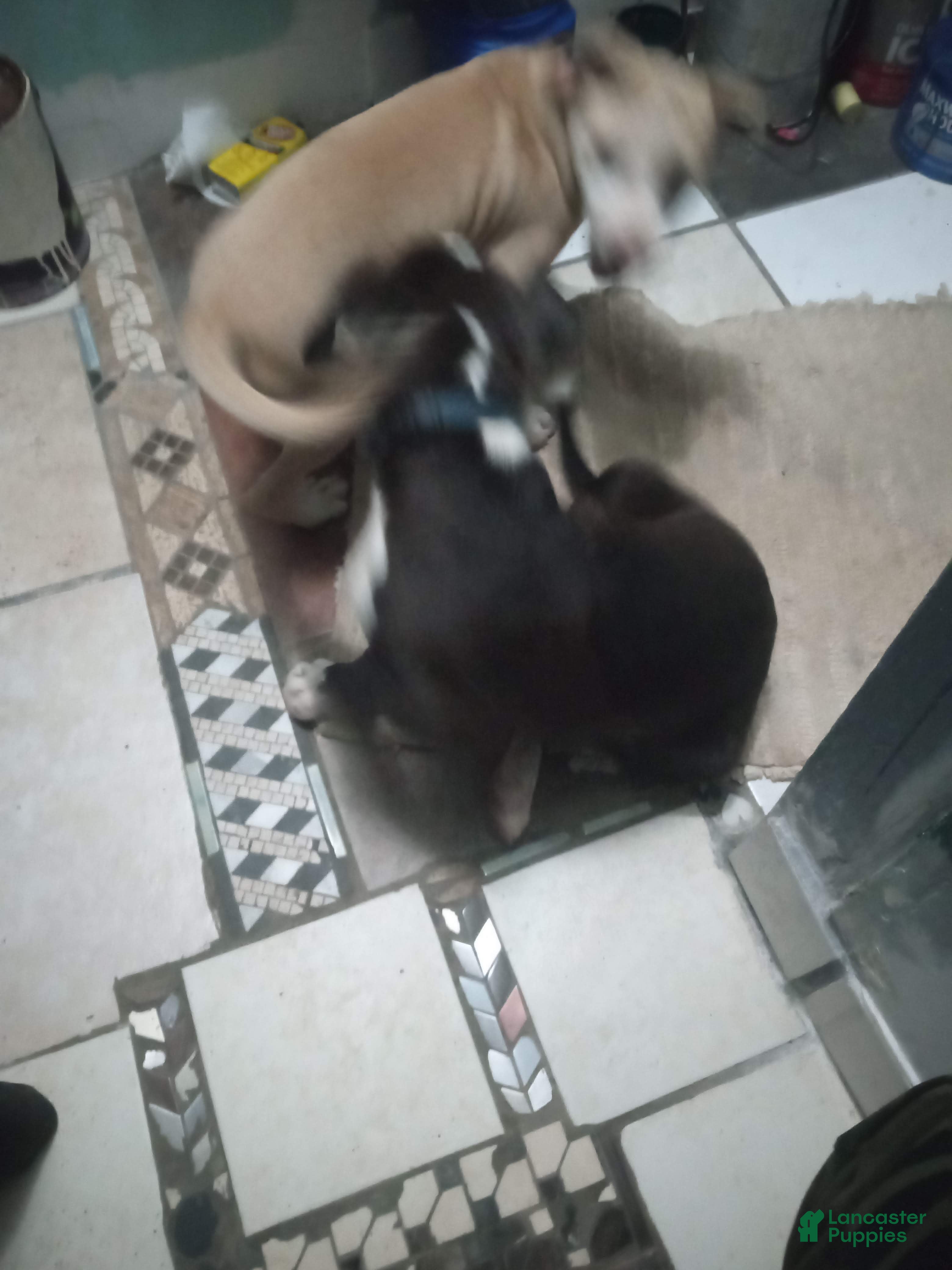 American Bully dogs Roxi - Ad 42