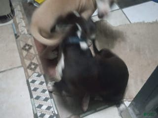 American Bully dogs Roxi - Ad 40