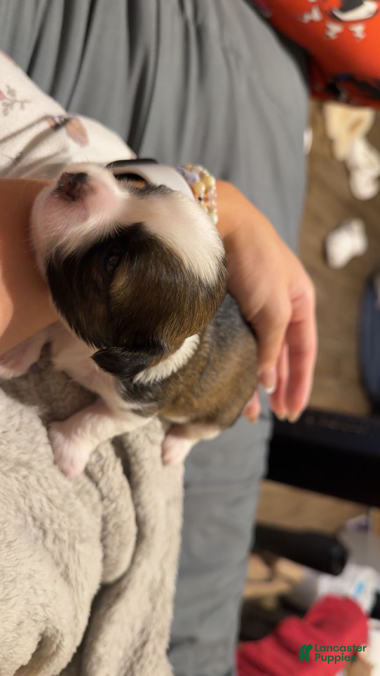 Shih Tzu dogs Shih Tzu 3 - Ad 25