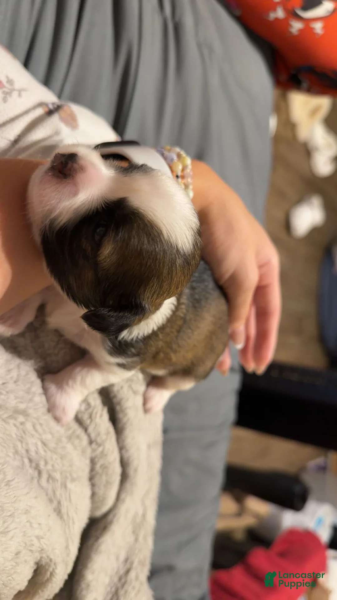 Shih Tzu dogs for sale: Shih Tzu 3 - Ad 1