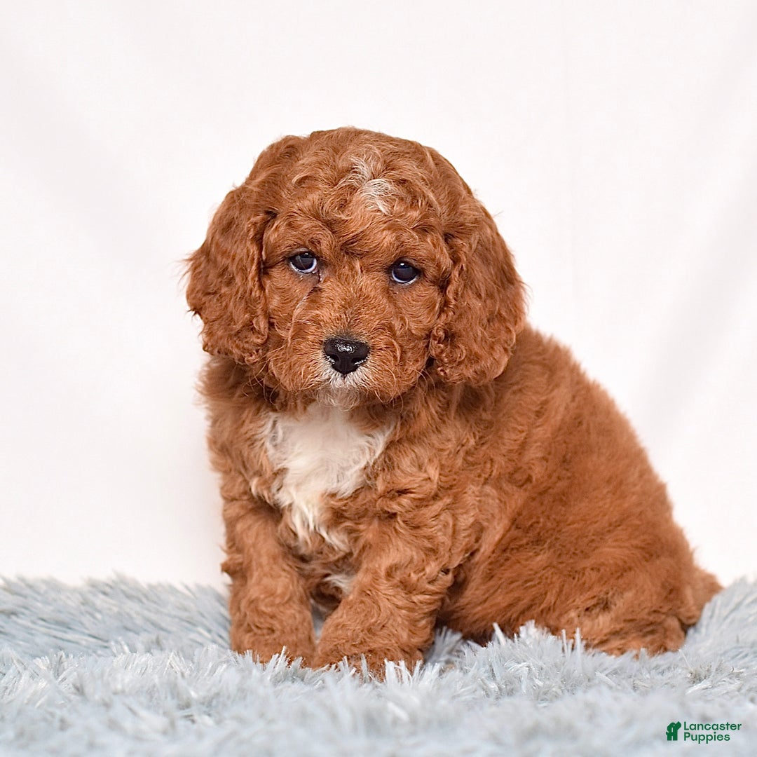 Cavapoo dogs for sale: Mr. Leo - Ad 3