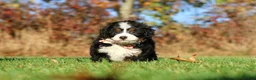 Mini Bernedoodle dogs for sale: Colt - Ad 5