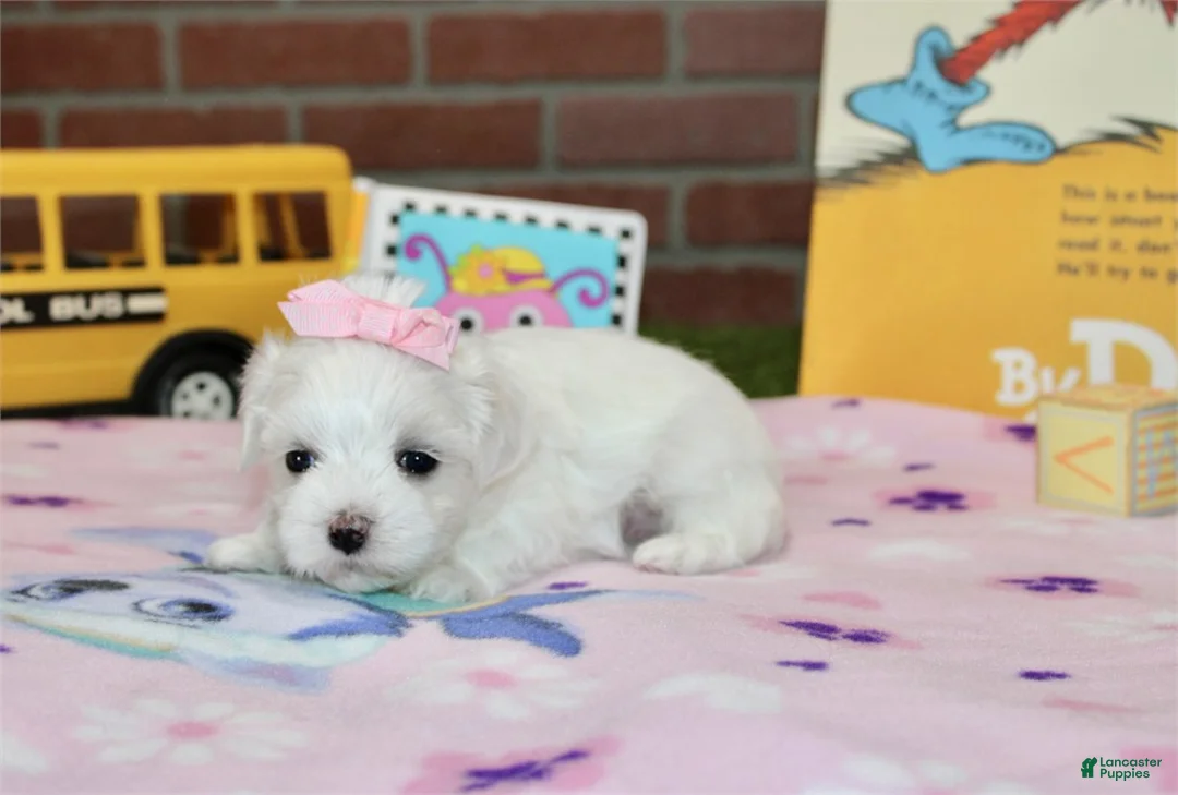 Maltese dogs for sale: Maltese 1 - Ad 1