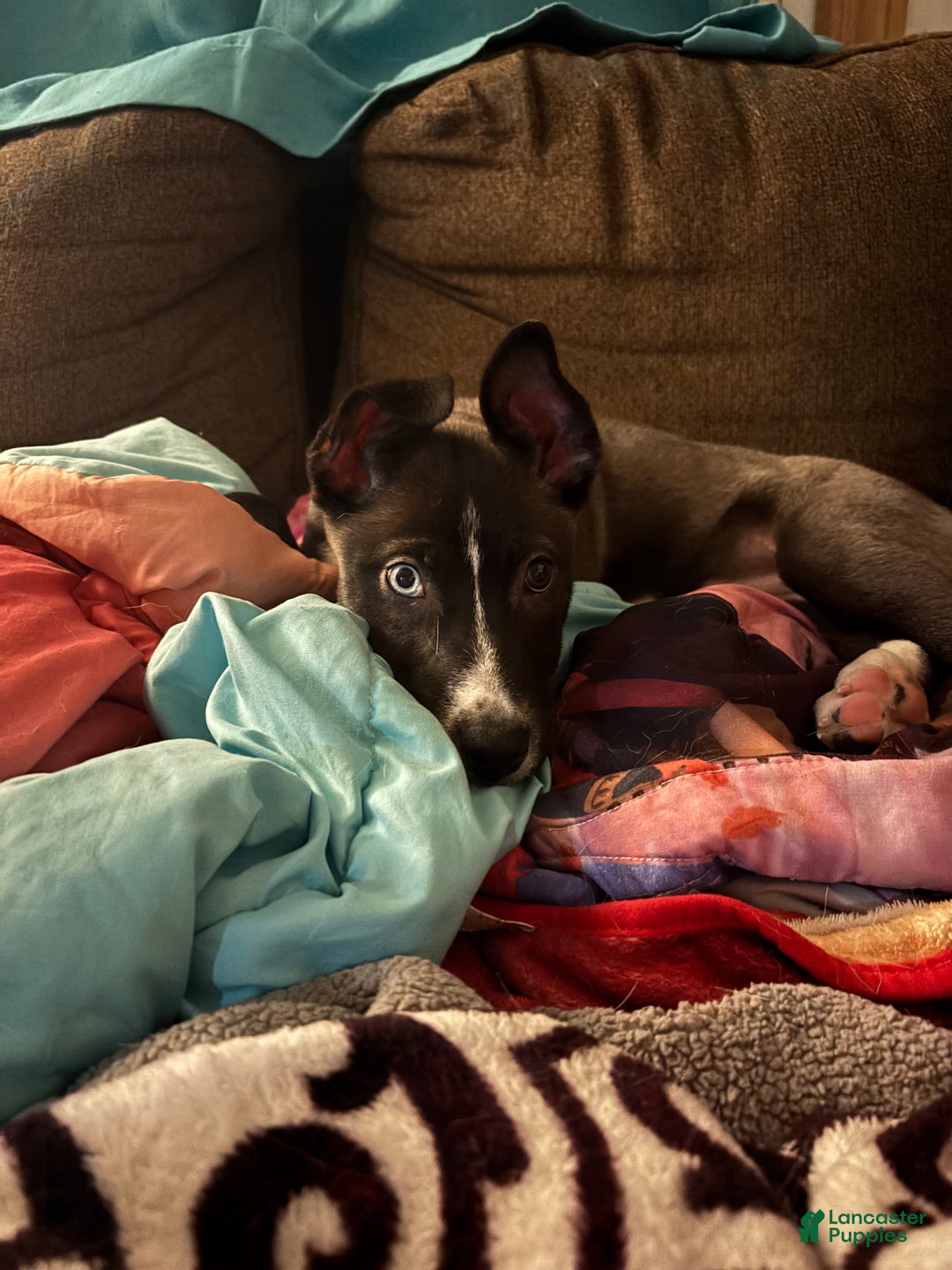 Mixed Breed dogs for sale: Nora - Ad 2