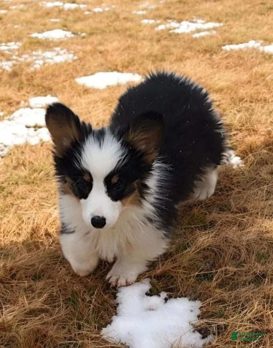 Welsh Corgi Pembroke dogs for sale: Bambi fluffy tri - Ad 6
